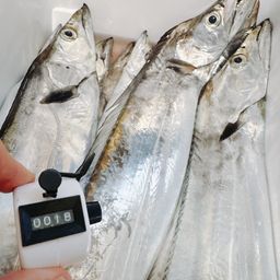 タチウオ
