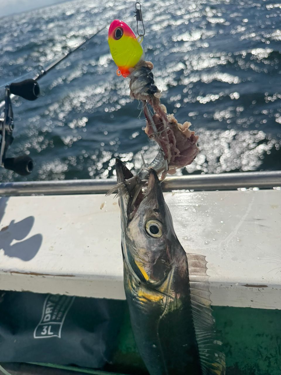 shizuシズさんの釣果 2枚目の画像