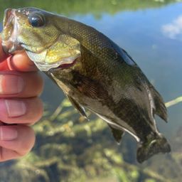スモールマウスバス
