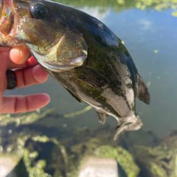 スモールマウスバス