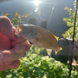 スモールマウスバス