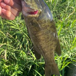 スモールマウスバス