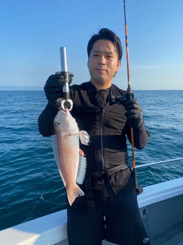 アマダイの釣果