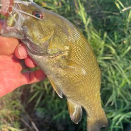 スモールマウスバス