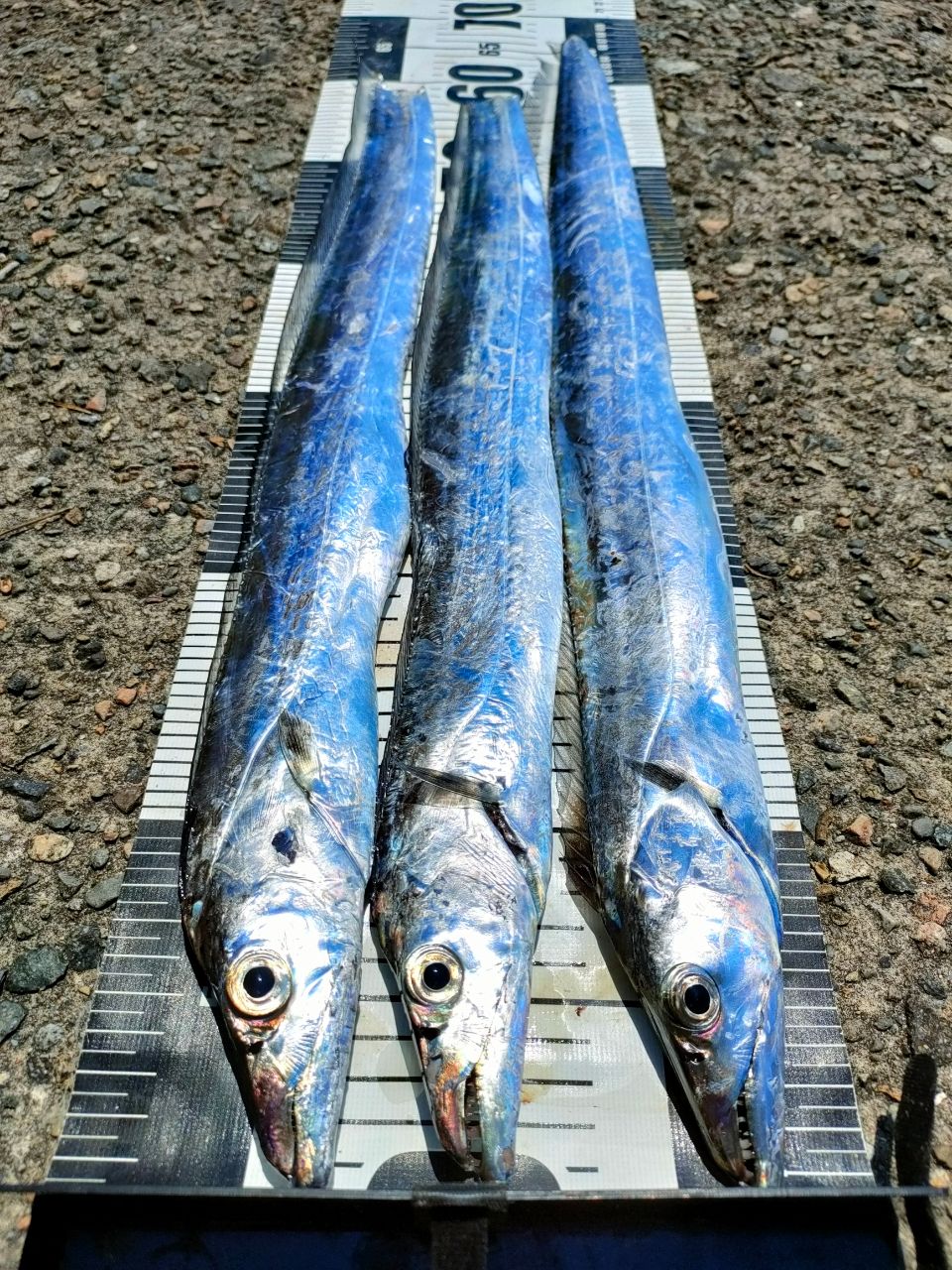 SHIMANO 21コルトスナイパーBB S96MLの最安値・インプレ・釣果