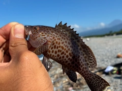 オオモンハタの釣果