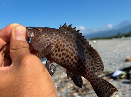 オオモンハタの釣果