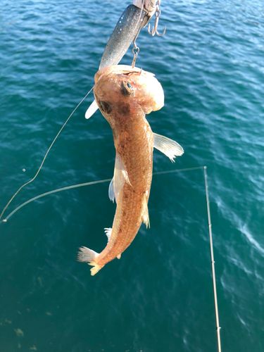 エソの釣果
