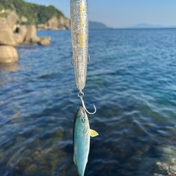 ツバス