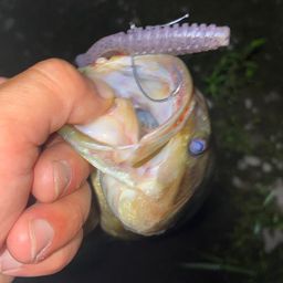 ブラックバス