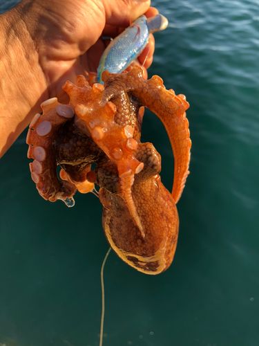 タコの釣果