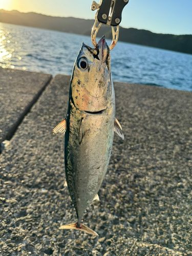 ソウダガツオの釣果
