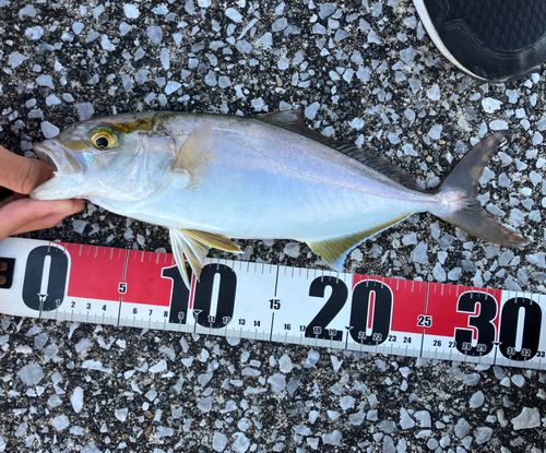 ショゴの釣果