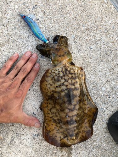 アオリイカの釣果