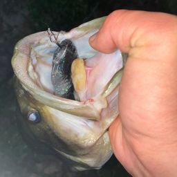 ブラックバス