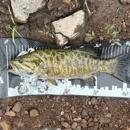 スモールマウスバス