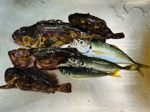アジの釣果