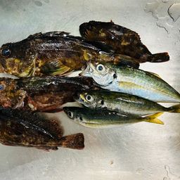アジ