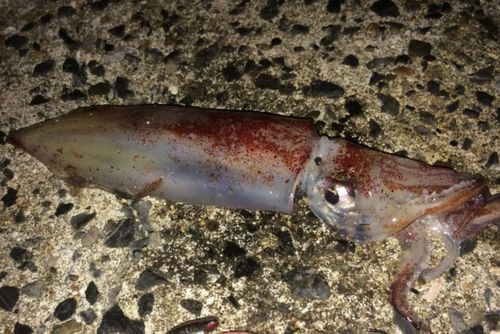 ケンサキイカの釣果