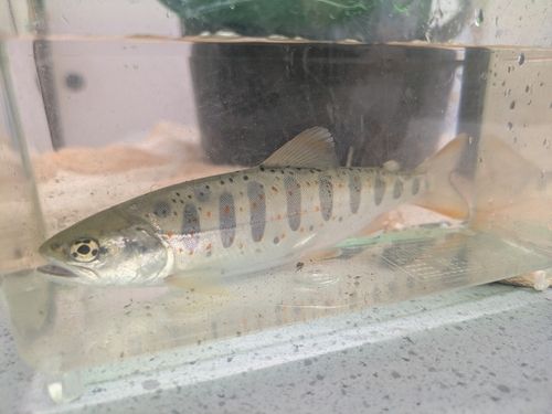 アマゴの釣果