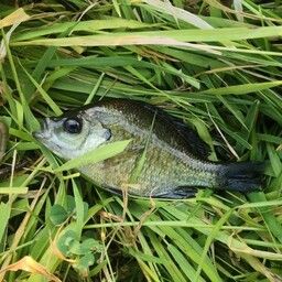ブルーギル