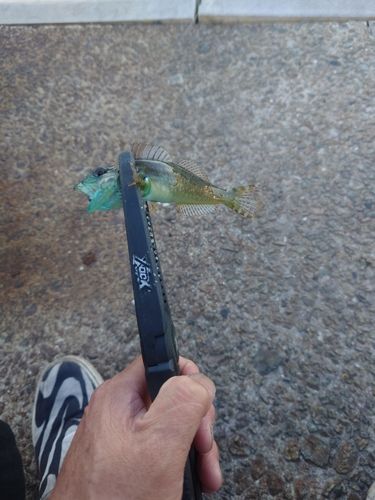 ハゼの釣果