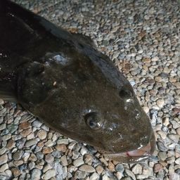マゴチ