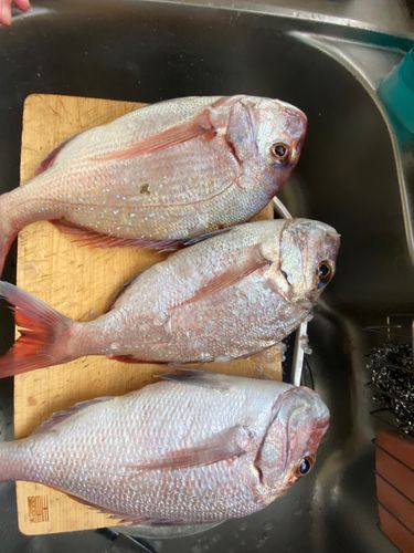 マダイの釣果