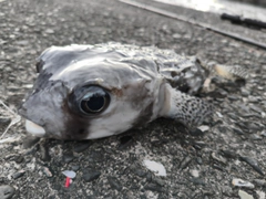 イシガキフグの釣果