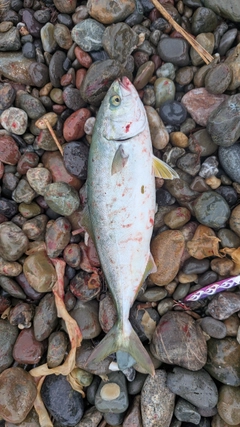 フクラギの釣果
