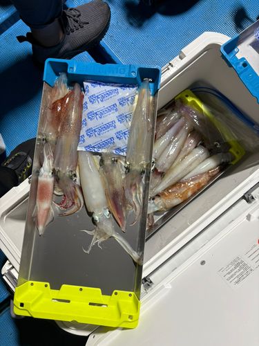 アカイカの釣果