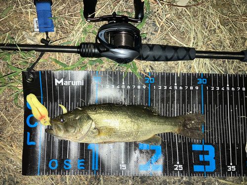 ブラックバスの釣果