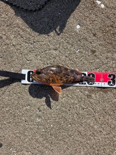 アラカブの釣果