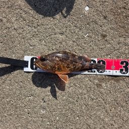 アラカブ
