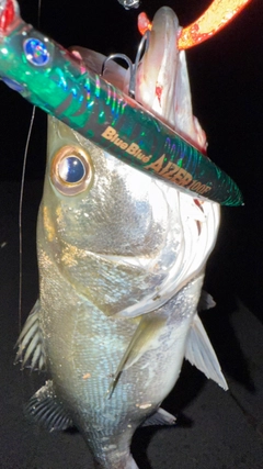 マルスズキの釣果