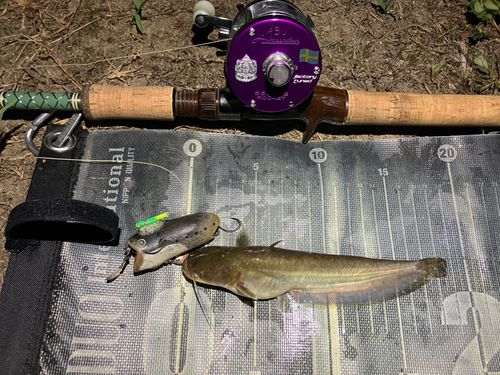 ナマズの釣果