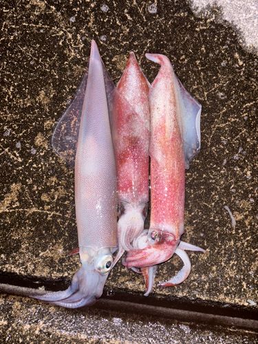 ケンサキイカの釣果
