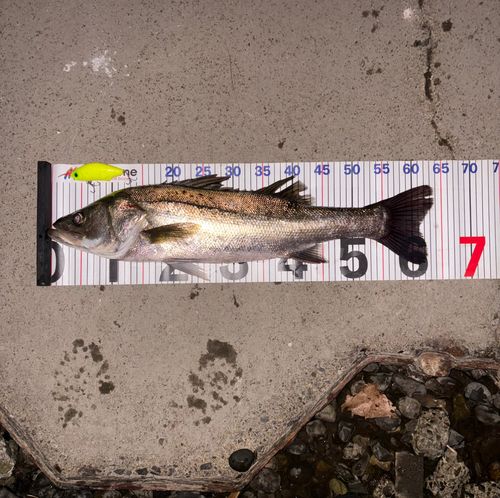 シーバスの釣果