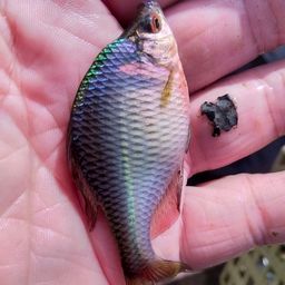 タイリクバラタナゴ
