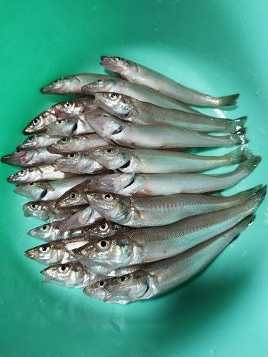 キスの釣果
