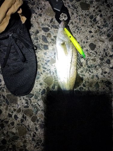 セイゴ（マルスズキ）の釣果