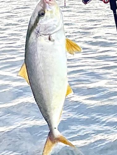 ショゴの釣果