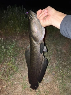 ライギョの釣果