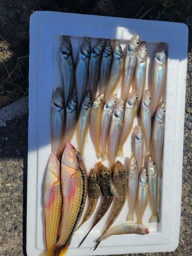 シロギスの釣果