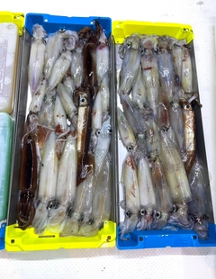 ケンサキイカの釣果