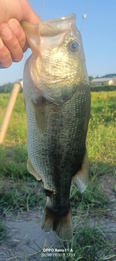 ブラックバスの釣果