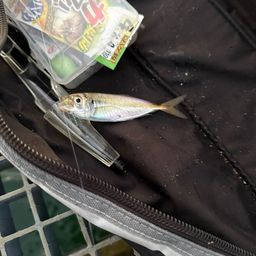 アジ
