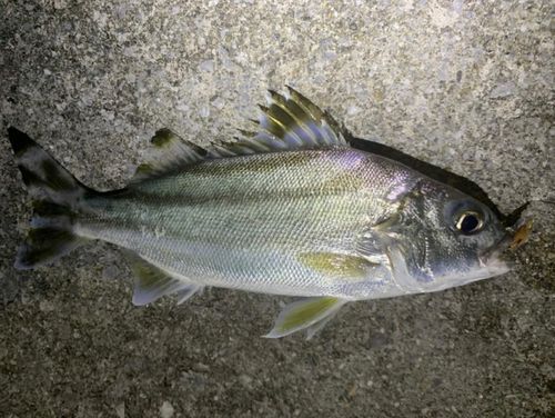 コトヒキの釣果