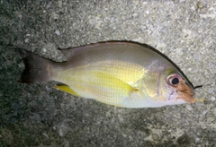 オキフエダイの釣果