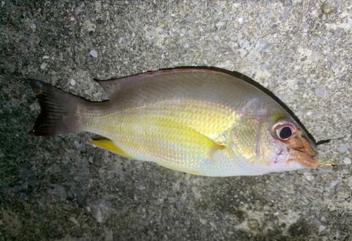 オキフエダイの釣果